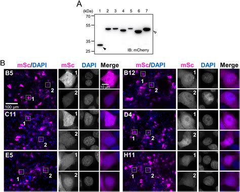 Msc Arcnb Expression In Hek Ft Cells As Intrabody A Hek Ft Cells