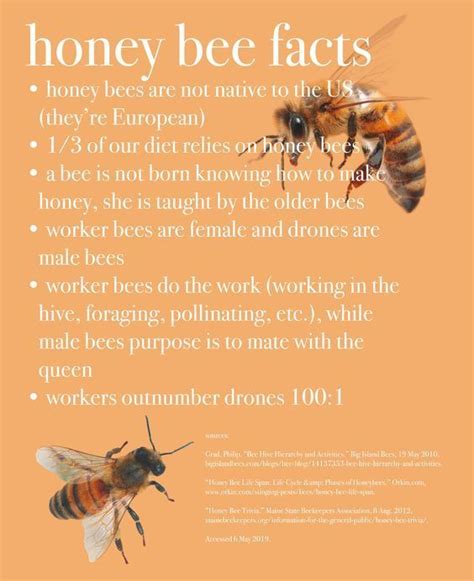 Fun Bee Facts For The Week Did You Know How Many Of These