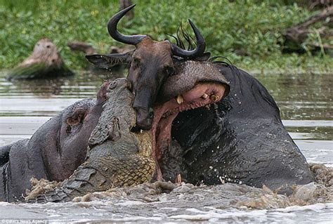 Hippo Vs Crocodile