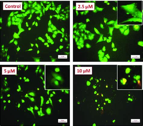 Ao Eb Staining Of Compound E On Lung Cancercell Line A Cells