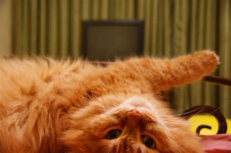 Масик | Пикабу