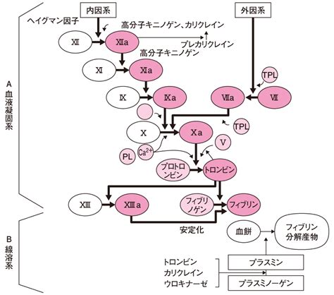 臨床検査・血球検査（血液凝固検査） ミキヤクログ ママ薬剤師の雑記ブログ