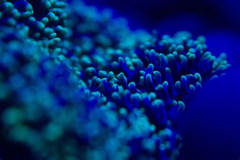 Premium Photo Closeup View Or Coral Polyps