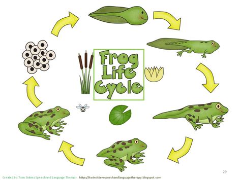 Life Cycles Of Animals For Kids