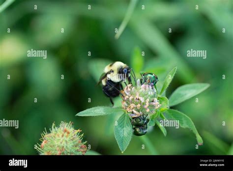 A Male Brown Belted Bumblebee Bombus Griseocollis And Japanese