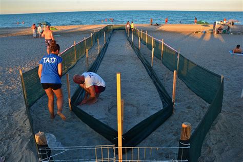 Tartaruga Marina A Milano Marittima Si Avvicina La Schiusa Delle Uova