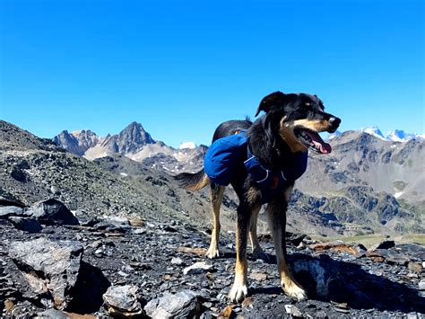 Randonner Avec Son Chien Conseils Et Astuces Trekking Fox