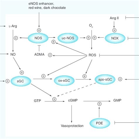 Enzymatic Sources Of Reactive Oxygen Species And Nitric Oxide Their Download Scientific