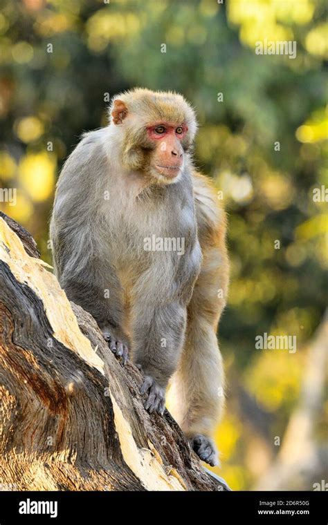 Rhesus Macaque, Macaca mulatta, Adult male in woodland at Pashupatinath ...