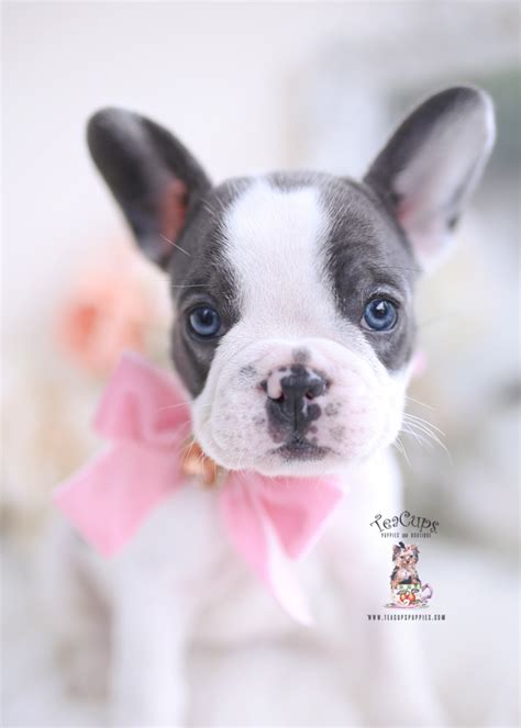 blue-pied-frenchie-french-bulldog-teacup-puppies-236-b | Teacup Puppies ...