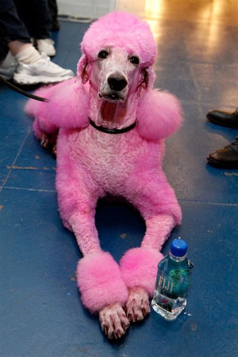 Cute Dogs: Pink Poodle Dog