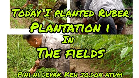 To Day I Planted Ruber Plantation In The Fields Pini Ne Divak Ki Eh Jo