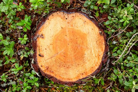 Väx med skogen SCA