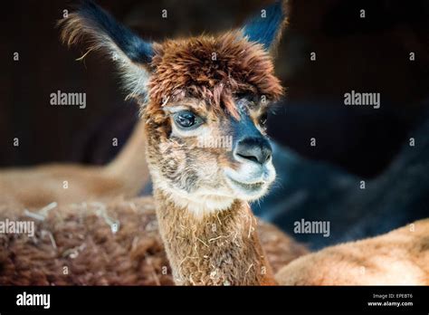 Brown Alpaca Fotos Und Bildmaterial In Hoher Aufl Sung Alamy