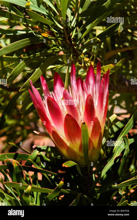 Fynbos Kingdom Hi Res Stock Photography And Images Alamy