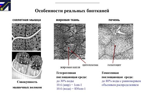 Диагностика лазерного испарения биотканей по обратно рассеянному ...