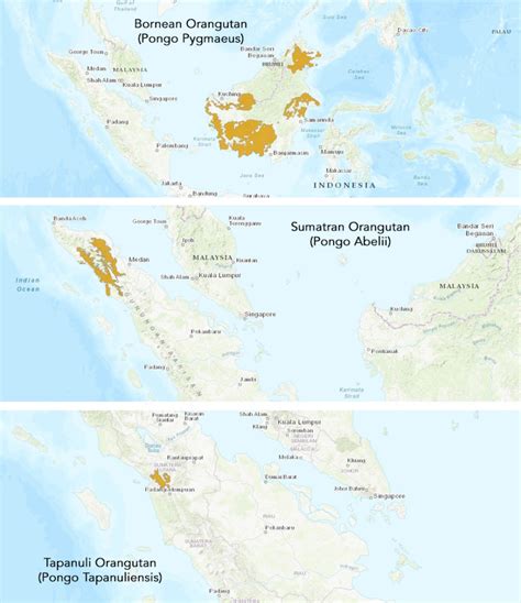 Orangutan Ecology - Orangutan Foundation International Australia