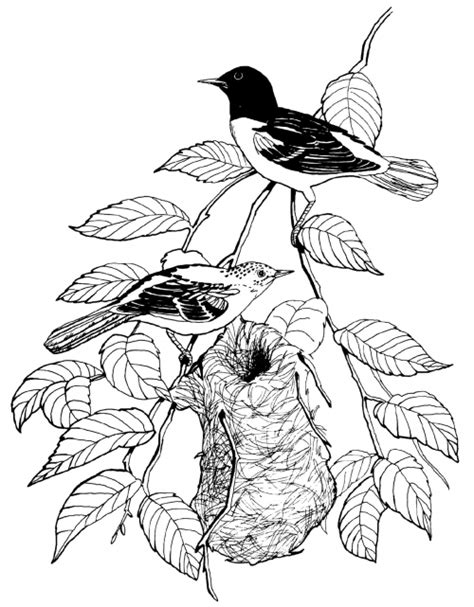 Baltimore oriole nesting coloring page - free and printable