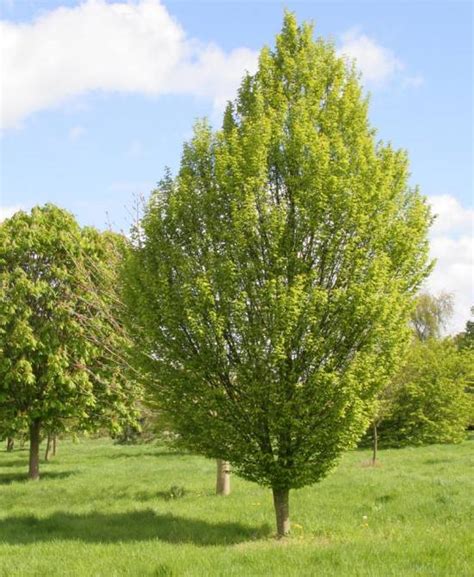 carpinus betulus midland horticulture