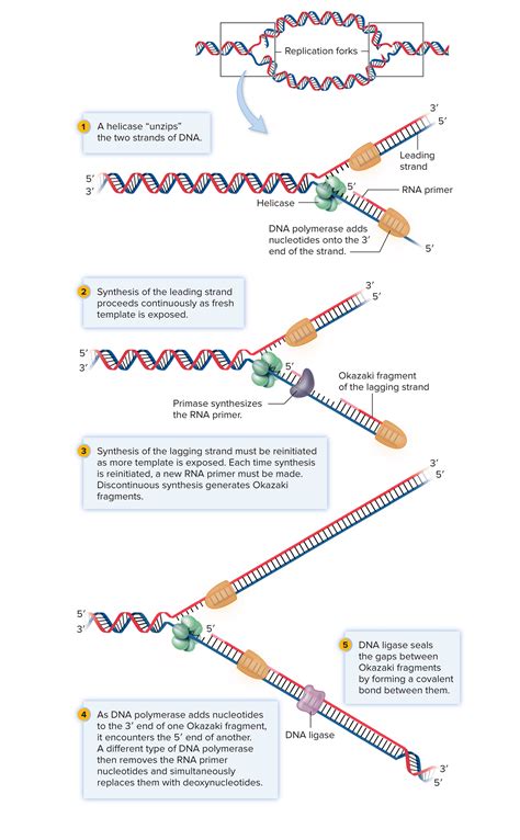 Dna Replication Biology Notes Study Biology