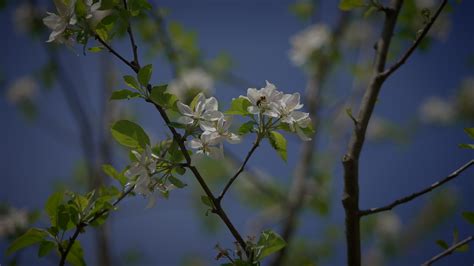 White Flowers of a Cherry Blossom on a Cherry Tree in Spring Season 44641082 Stock Video at Vecteezy