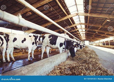 Cow Farm Concept Of Agriculture Agriculture And Livestock A Herd Of