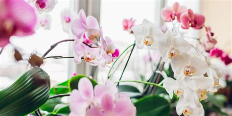 The 17 Best Indoor Flowering Plants for Your Home