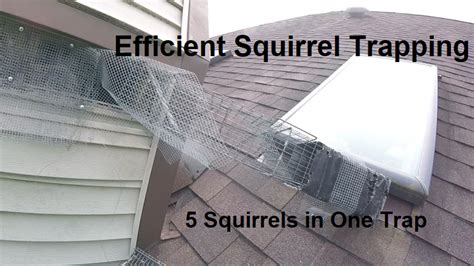 Squirrel Trapping Basics Remove Squirrels Quickly Akron Canton Kent