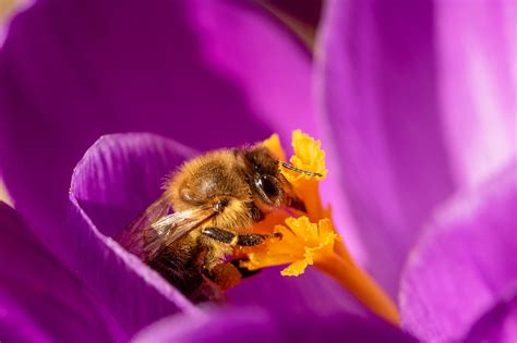 Bee Crocus Honey Free Photo On Pixabay Pixabay