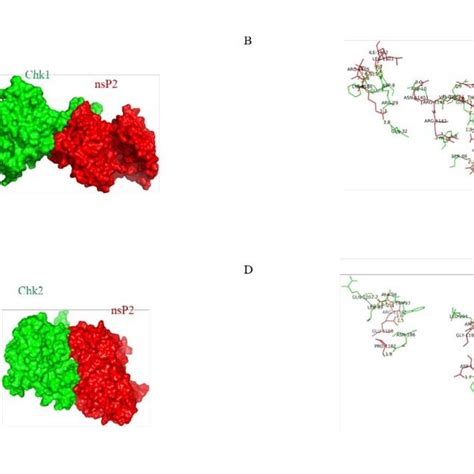 Protein Protein Docking Analysis Shows The Probable Interaction Of