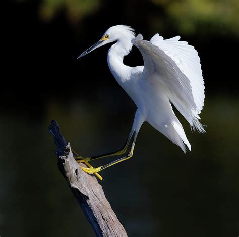 Snowy Egret Touchdown Photograph By Stuart Brontman Fine Art America