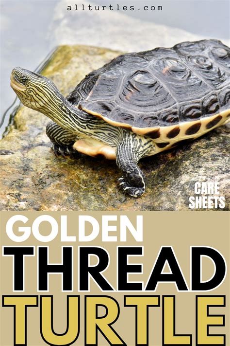 2023 Red Eared Slider Care Free Guide Artofit