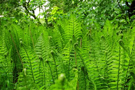 Wild Forest Grass