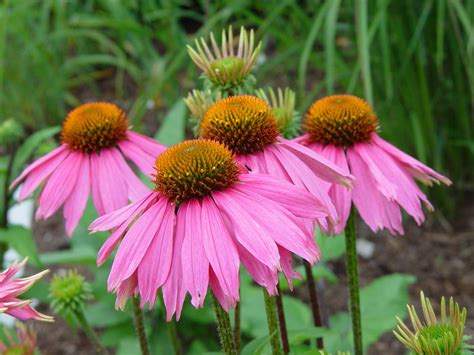 24 Great Varieties Of Echinacea Coneflower