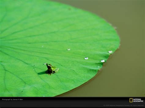 national geographic wallpaper life  color green color  life