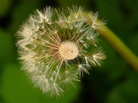 Dandelion seeds flower Photos in .jpg format free and easy download ...