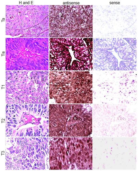 Representative H E Stained Tissue Specimens Showing Cytostructure Of