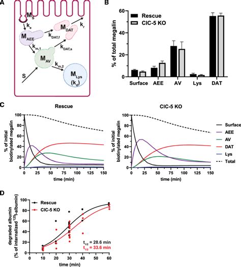 Kinetic model of megalin trafficking reveals impaired endosome ...