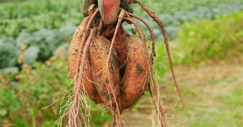 Difference Between Bulbs Corms Rhizomes Tubers Giy Plants