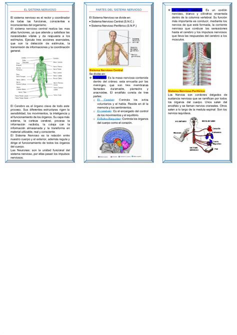 Triptico Sobre El Sistema Nervioso Complejo Sistema Nervioso Hot Sex