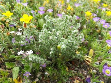 Mexican Cryptantha Johnstonella Mexicana Inaturalist Canada