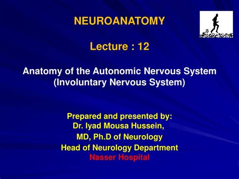 Ppt Neuroanatomy Lecture 12 Anatomy Of The Autonomic Nervous System