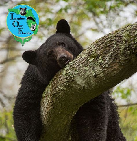 The Florida Black Bear (Ursus americanus floridanus) is a subspecies of ...