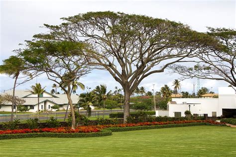 Canvas Print Canopy Tree Hawaii Garden Lds Temple Grounds Oahu