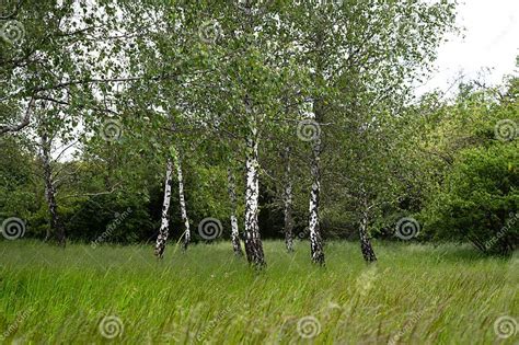 Common Birch Betula Pendula Forest Summer Forest Landscape Stock