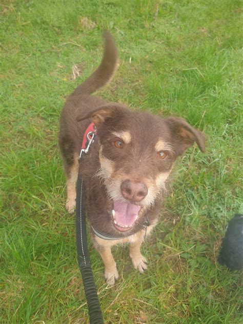 Lost Dog – Found | North Luffenham