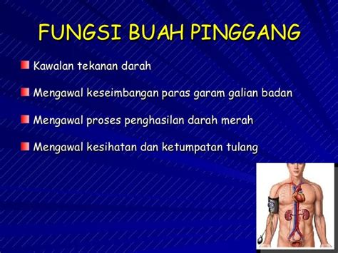 Health And Care Getah Arab Al Manna Fungsi Buah Pinggang Dan Kesan