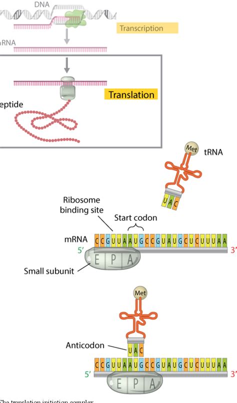 Translation: DNA to mRNA to Protein | Semantic Scholar