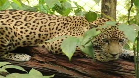 Killer jaguar captured in Belize - CNN.com