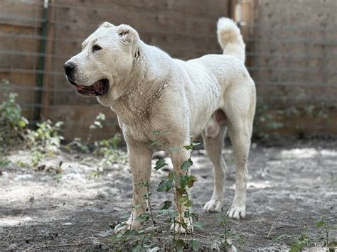 Central Asian Shepherd USA... - Central Asian Shepherd USA
